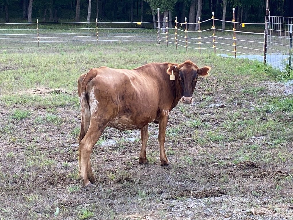 new cow 220826.jpg