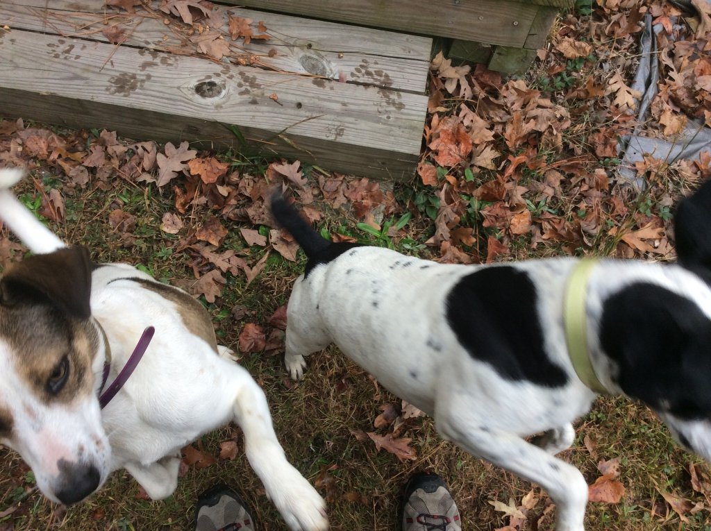 range pups happy to see me.jpg