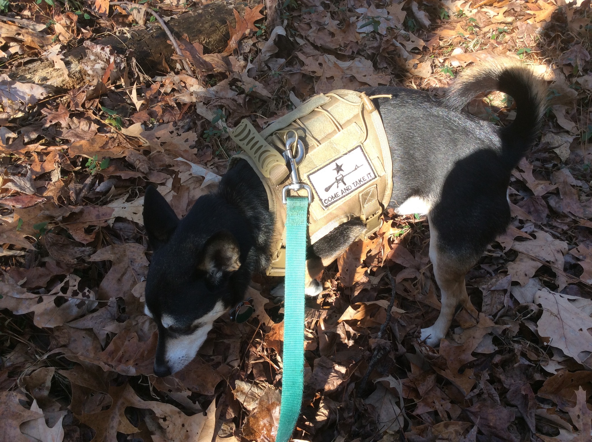 Buster picking up a scent.jpg