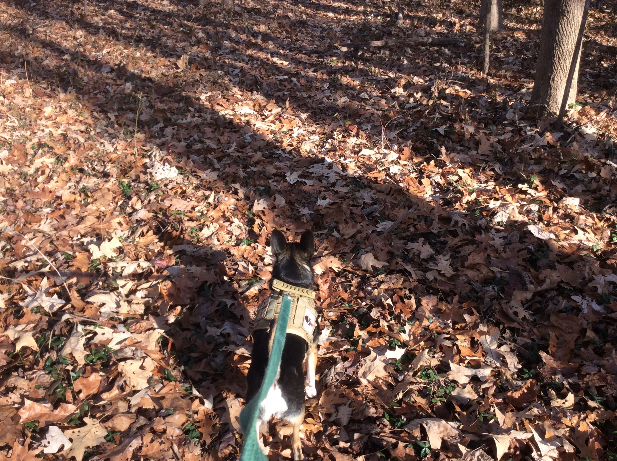 Buster leading the way.jpg