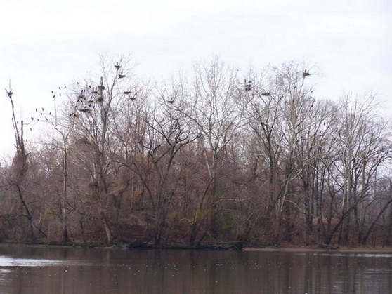 blues brothers comp.jpg