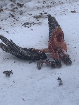 Turkey carcass.jpg