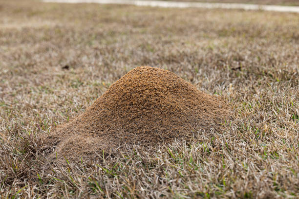 fire ant mound.jpg