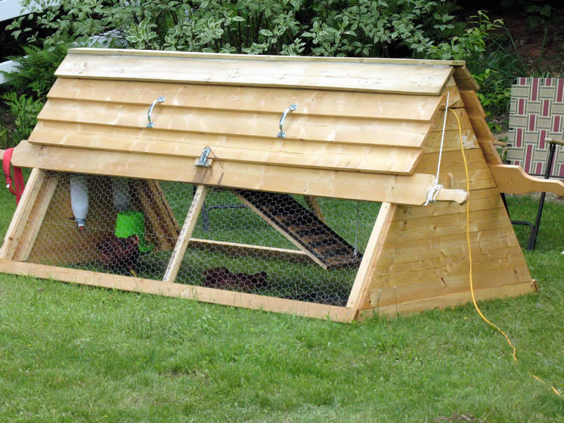 Chickens.jpg