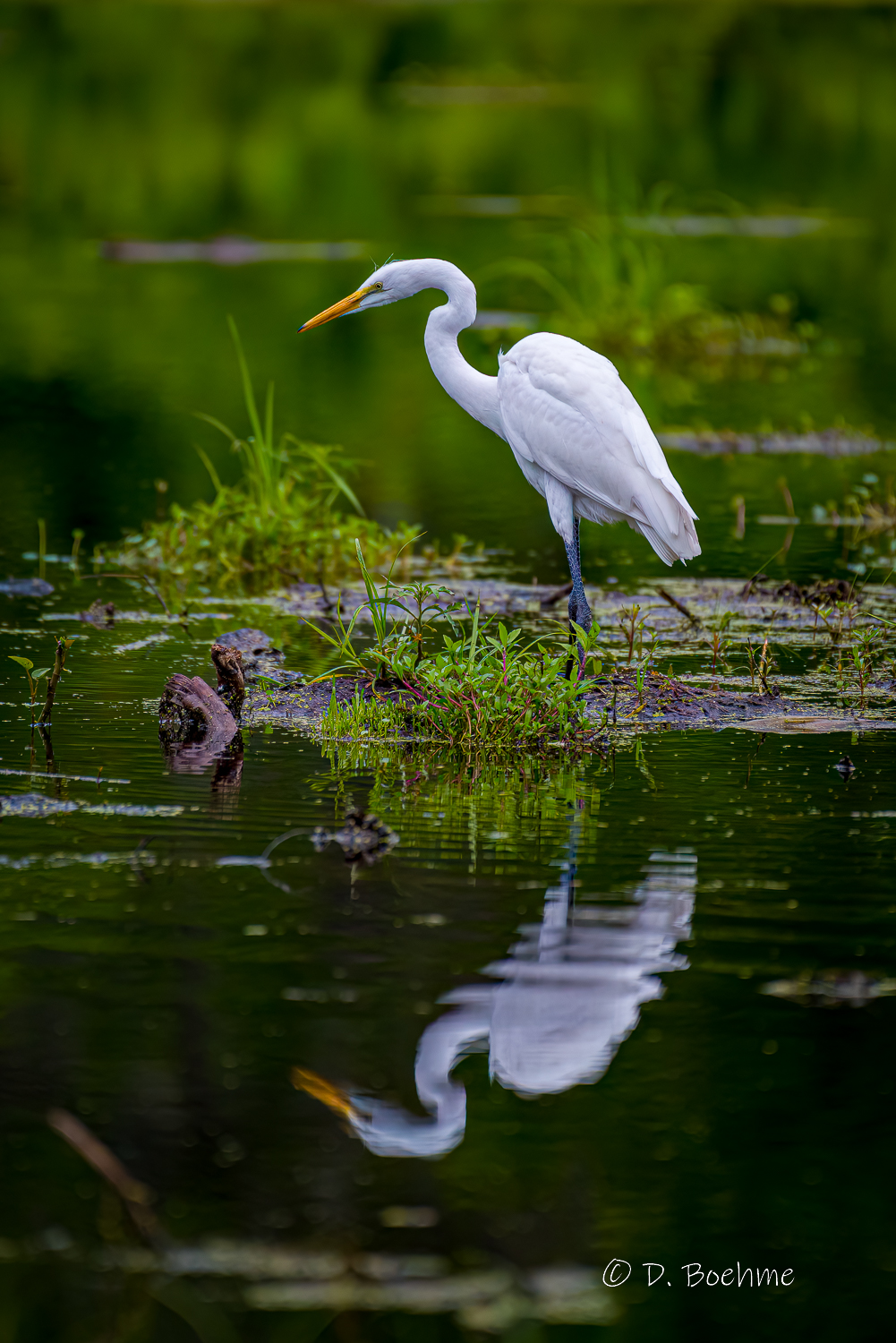 _DAB0094-DeNoiseAI-low-light.jpg