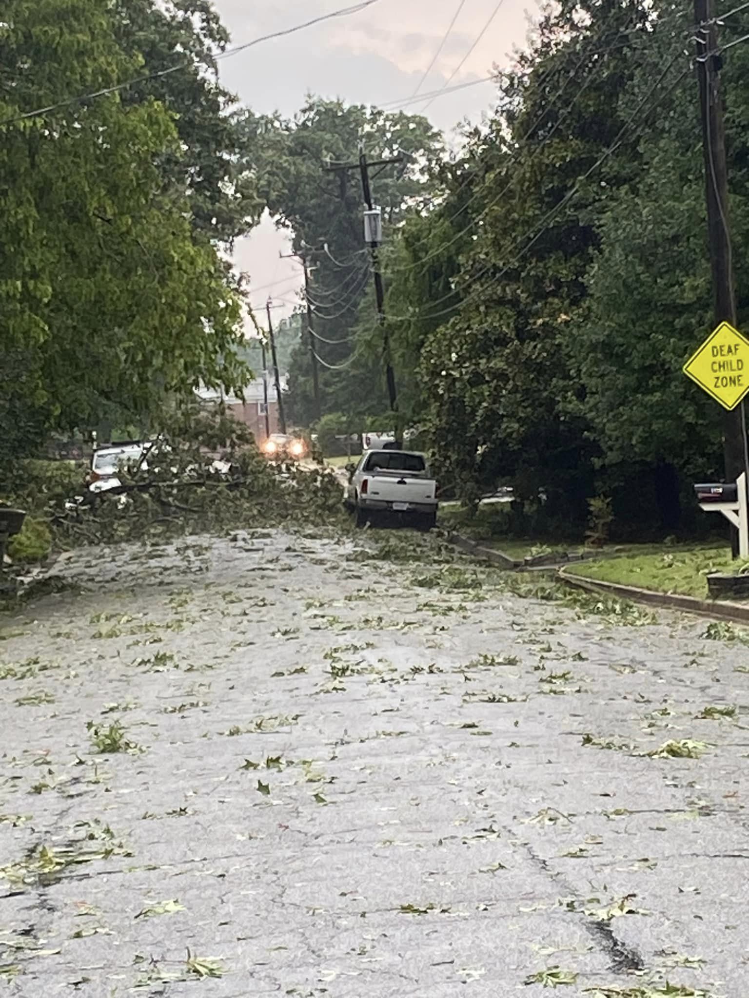 car under that tree.jpg