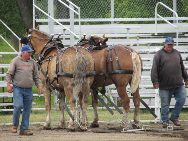 230625 003 draft horsesl 002.jpg