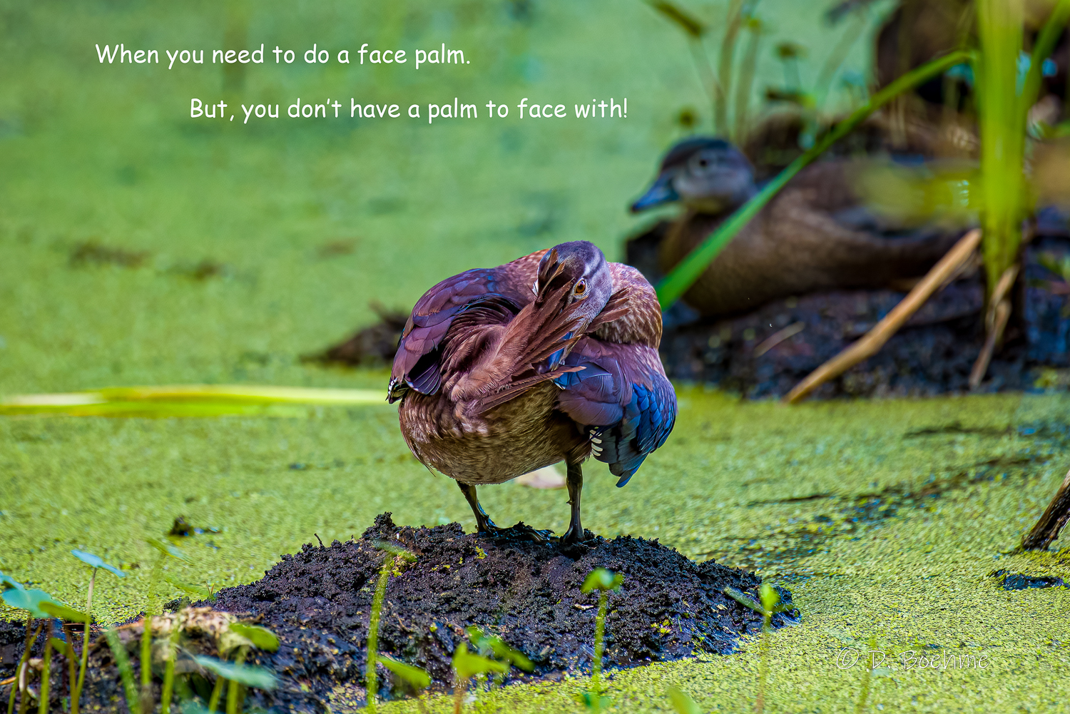 _DAB1566-DeNoiseAI-low-light2.jpg