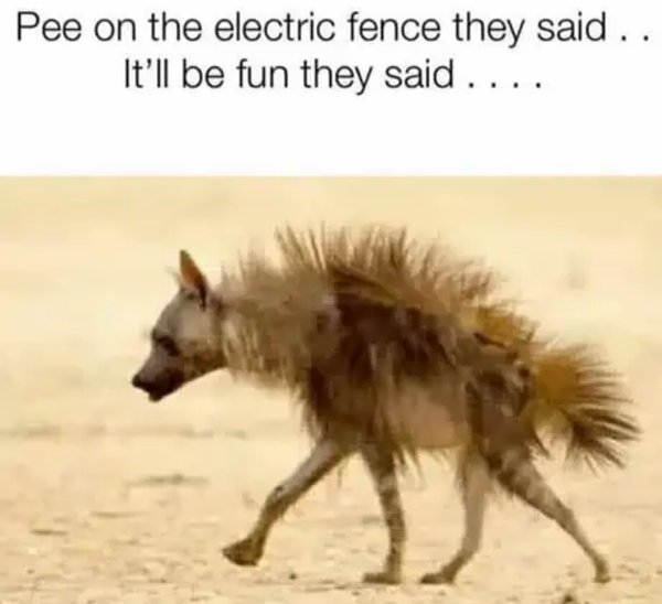 Pee  on fence.jpg