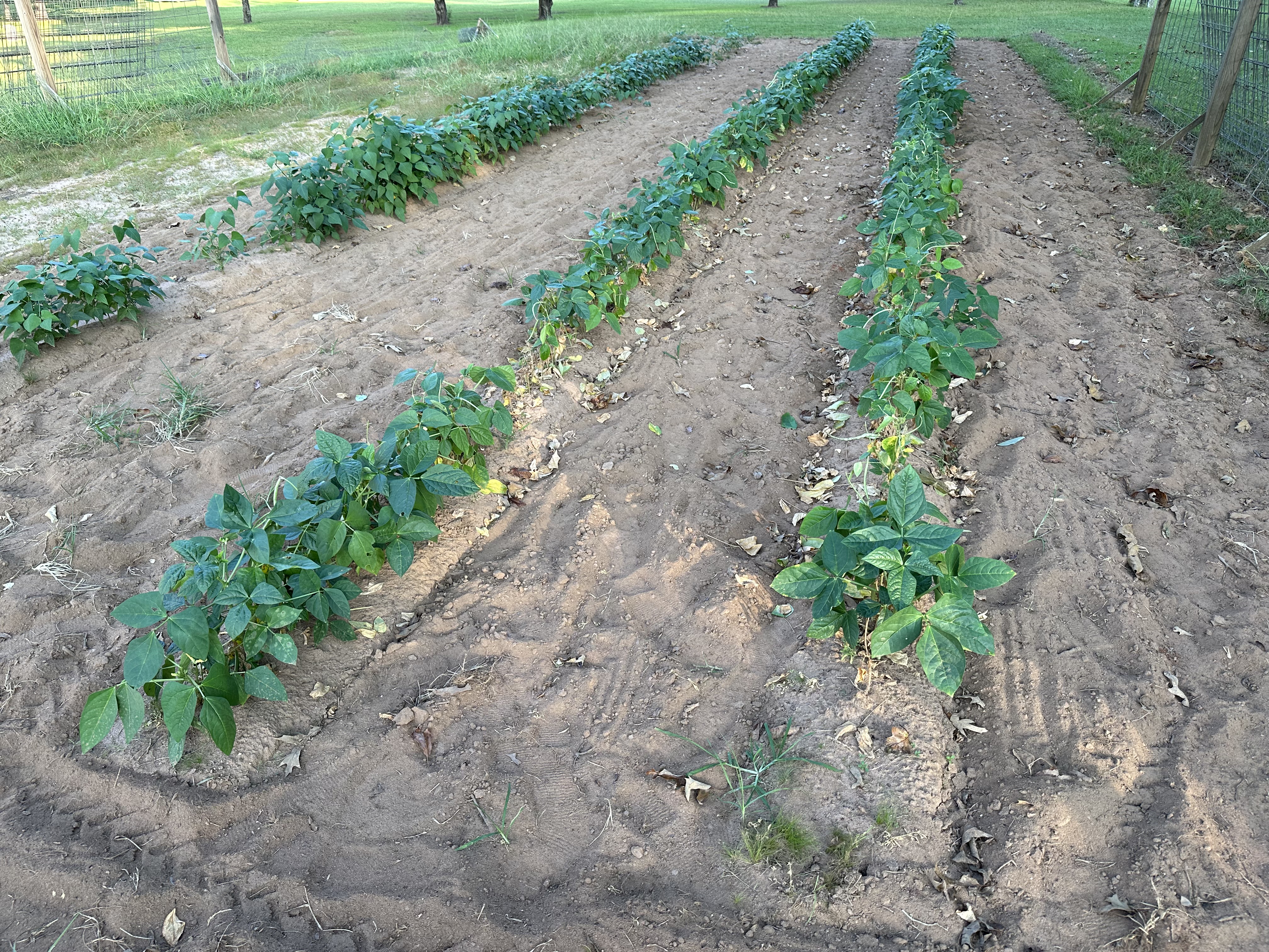 IMG_4112.jpeg
