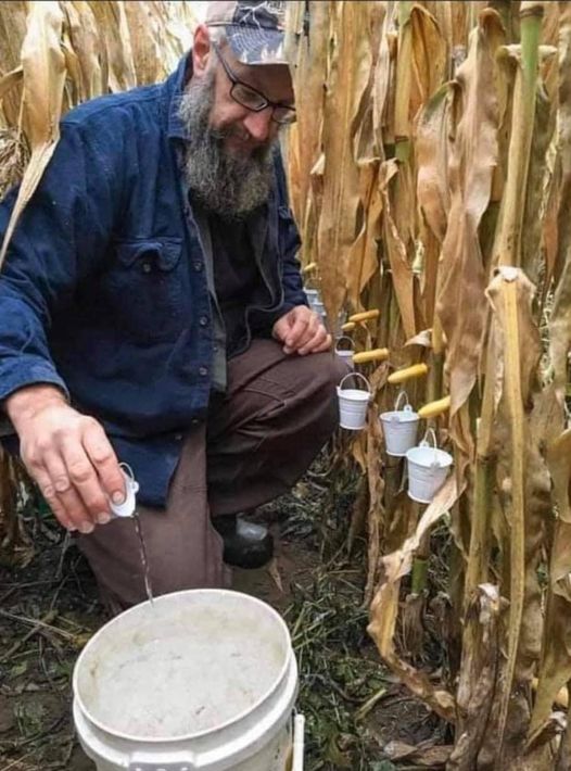 corn syrup harvest time.jpg