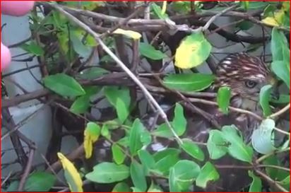 Hawk trapped in Trumet Vine.JPG