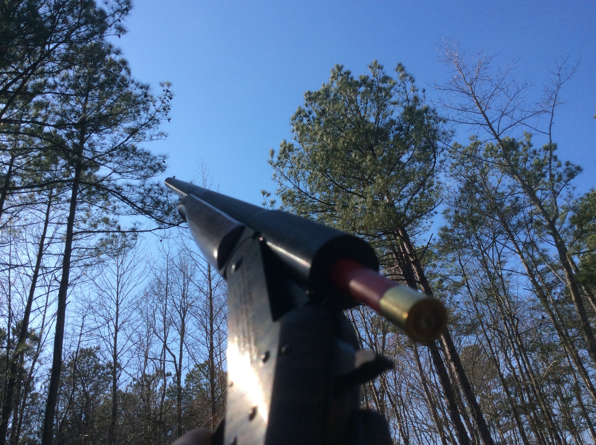 pine cone plinking.jpg
