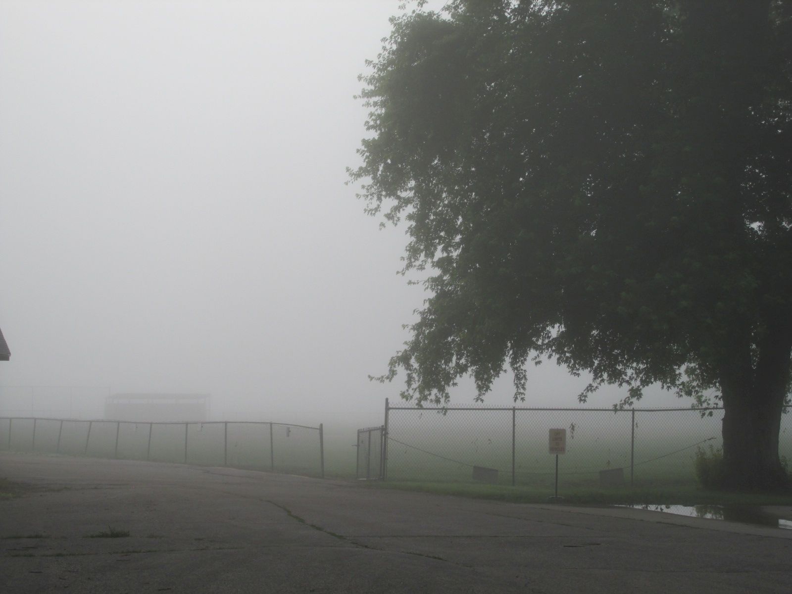 240707 001foggy morning 001.jpg