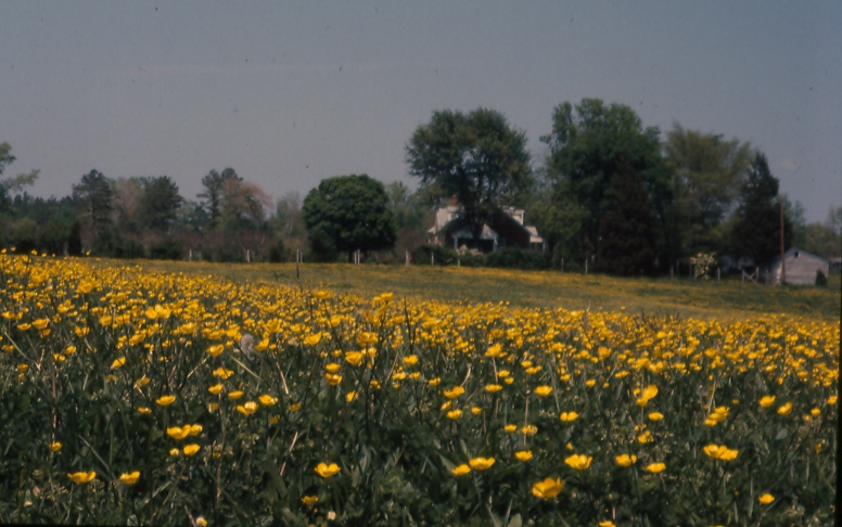 buttercups 2.jpg