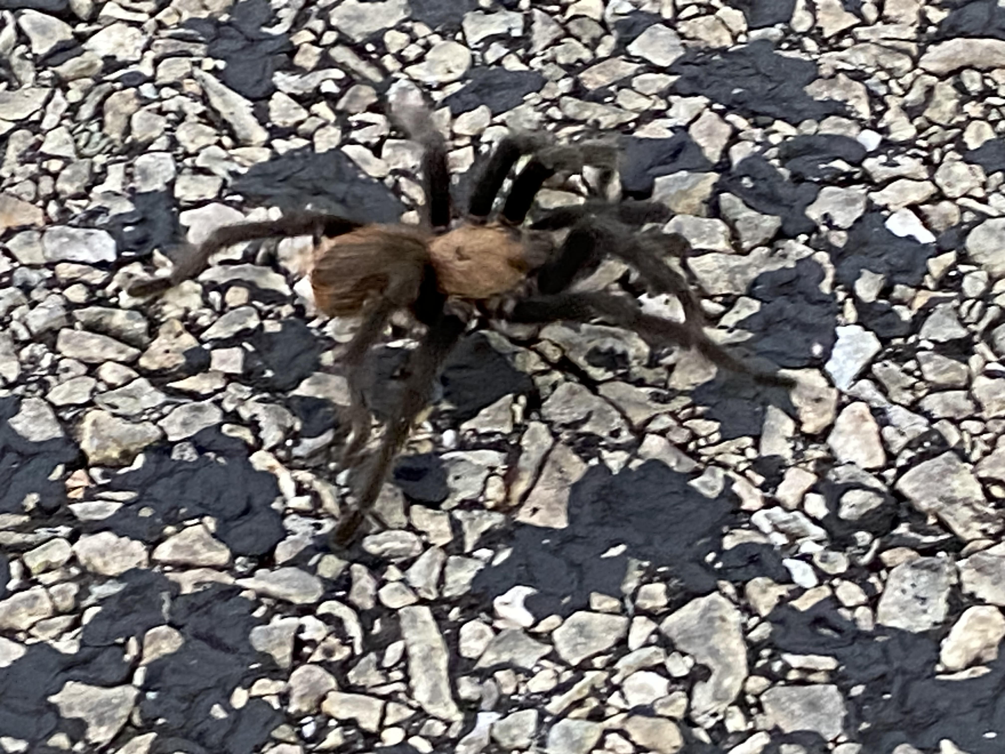 tarantula crossing 240913.jpg
