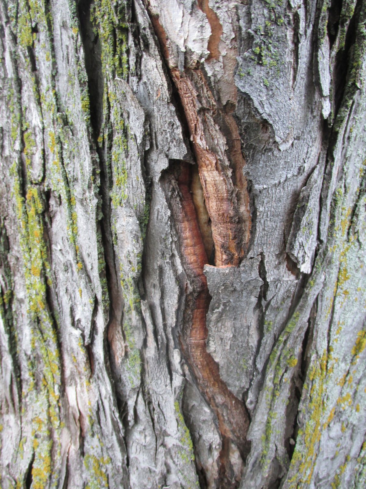 240910 001 damaged tree on site 5 004.jpg