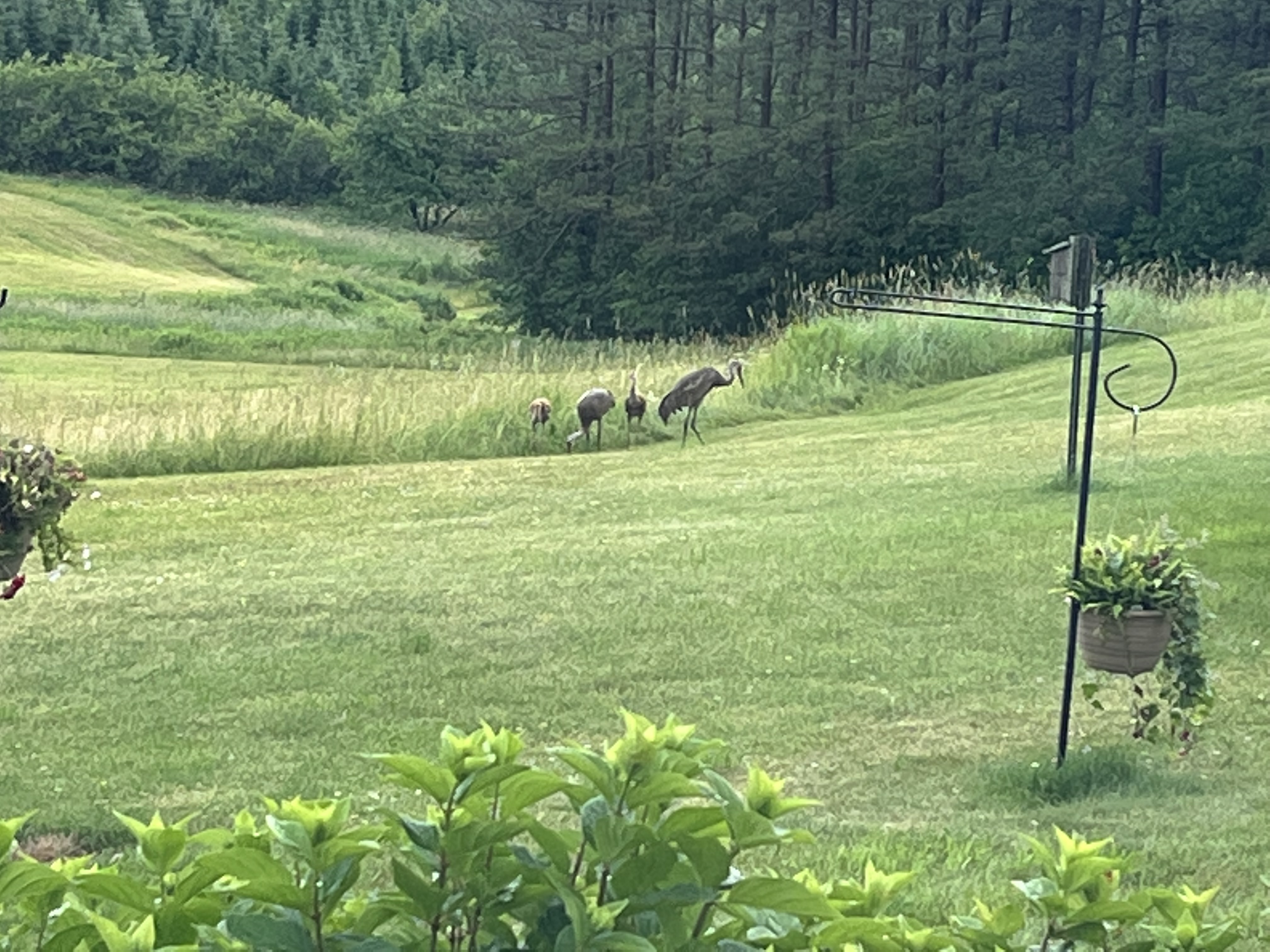 IMG_1961.jpeg