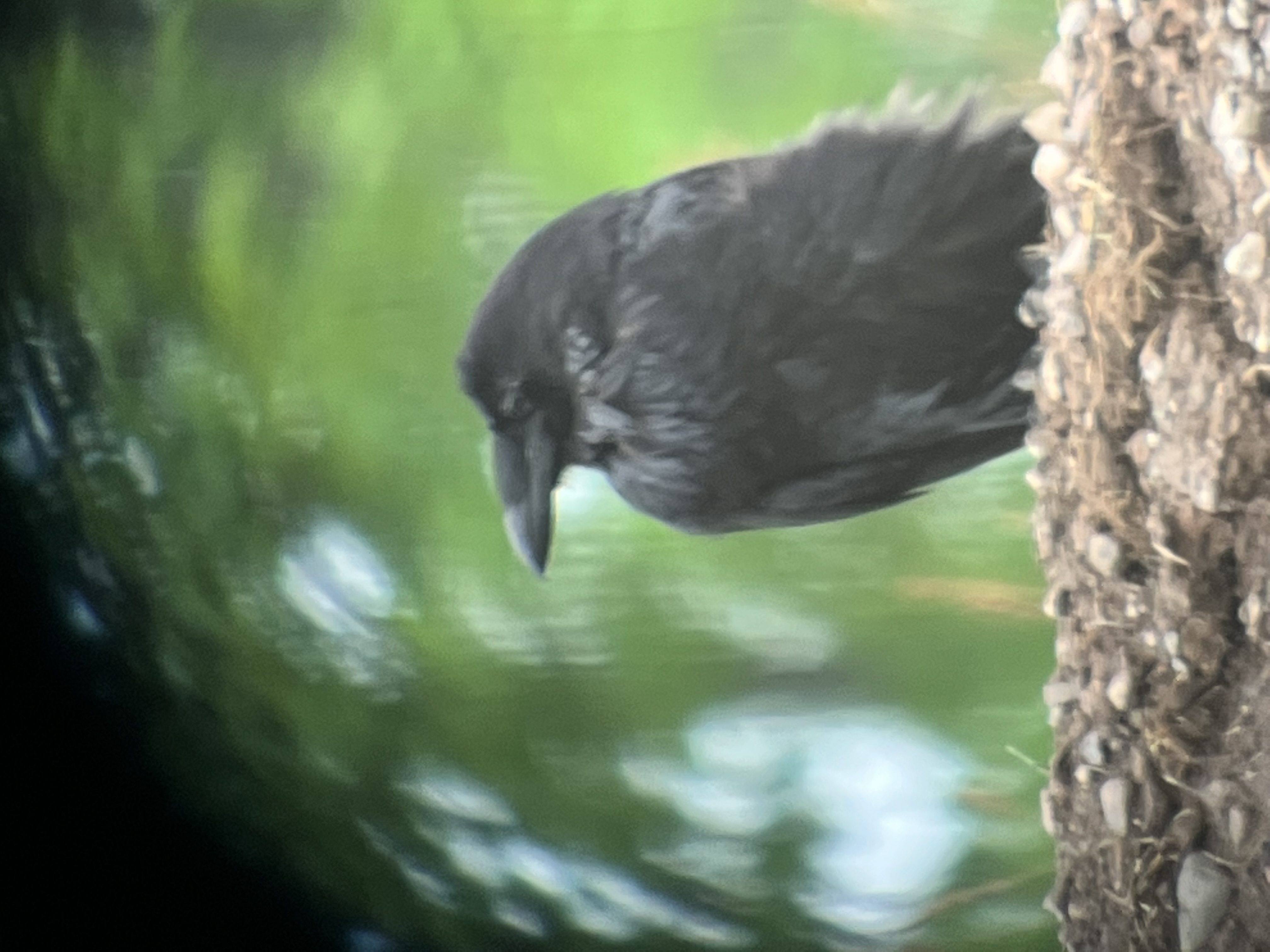IMG_2011.jpeg