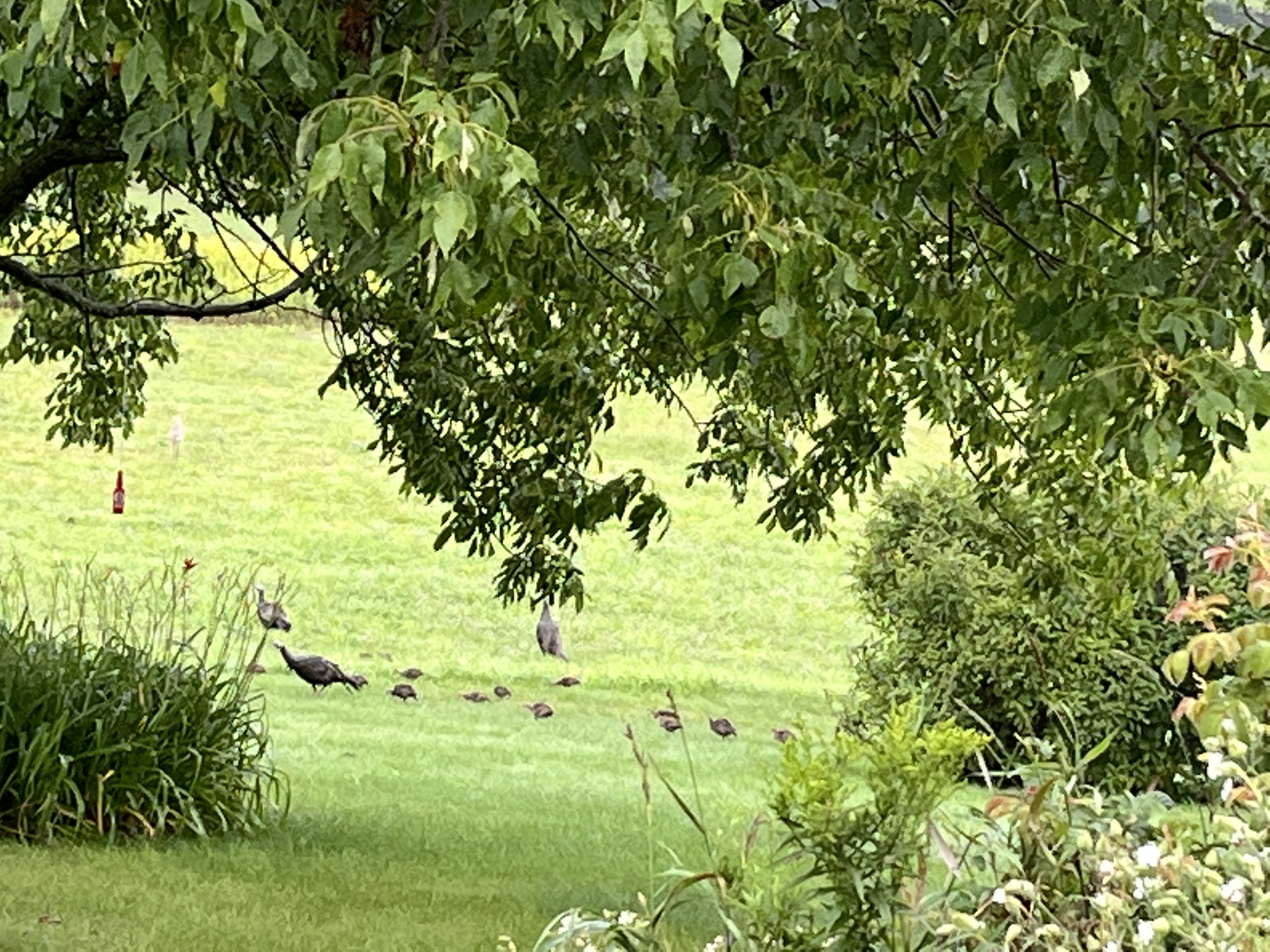 IMG_2305.jpeg