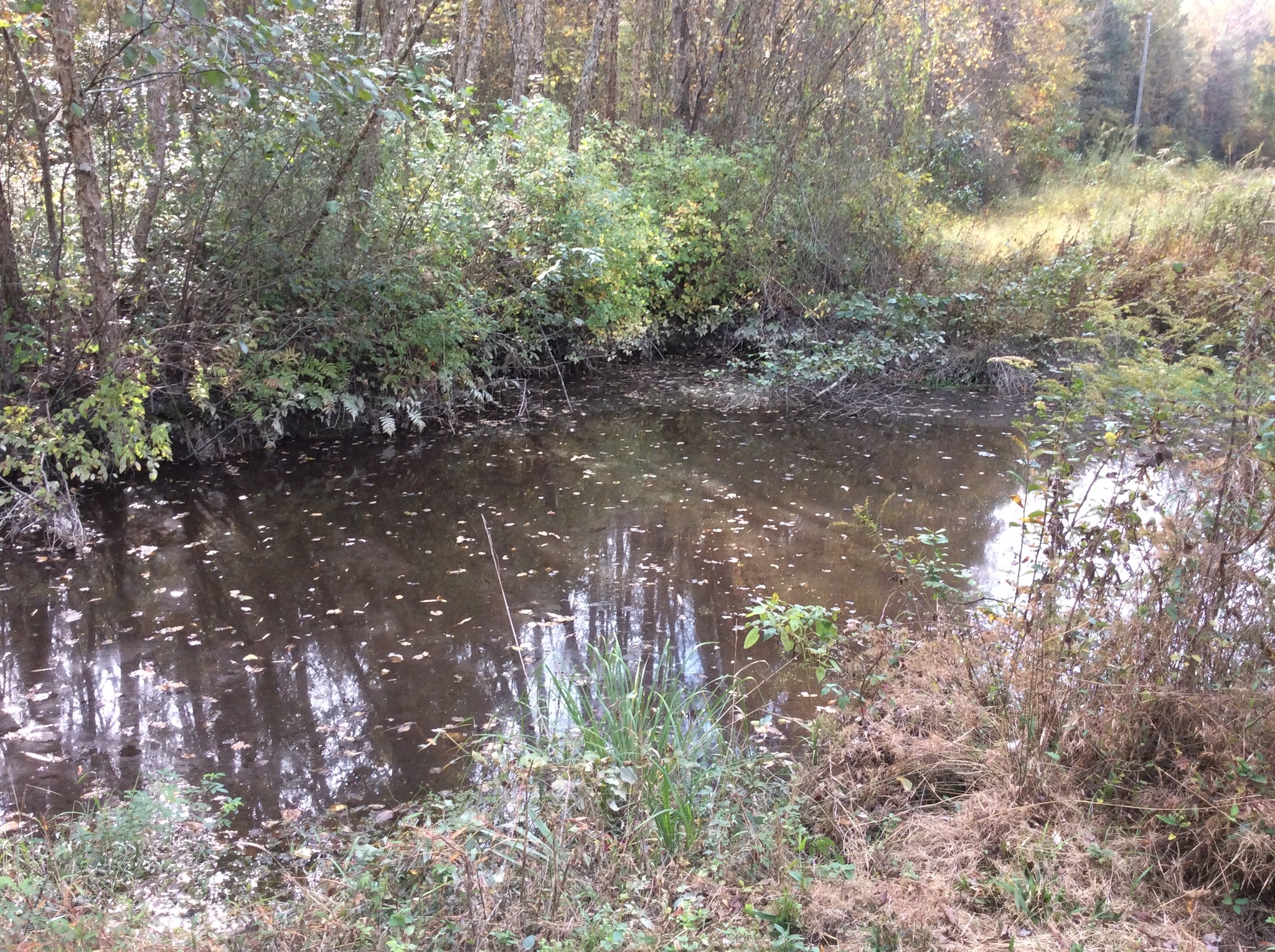 my fishing hole at the creek Oct. 27  2024.jpg