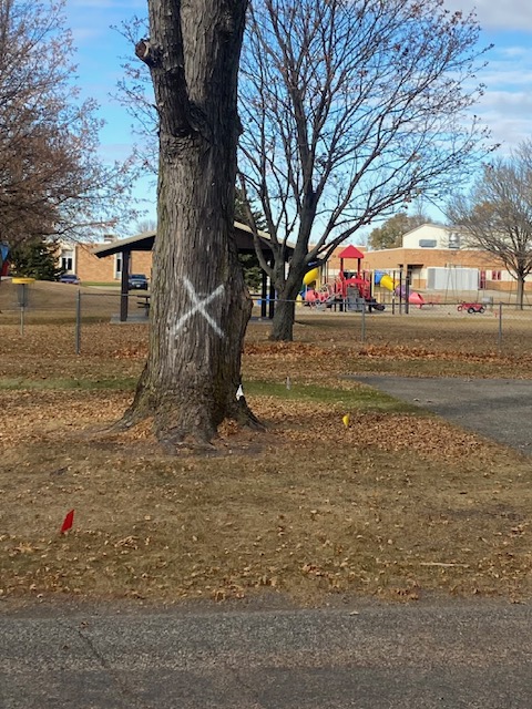 241031 001 damaged tree marked for cutting 001.jpg
