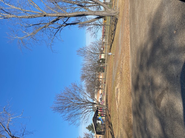 241108 001 damaged tree gone 002.jpg