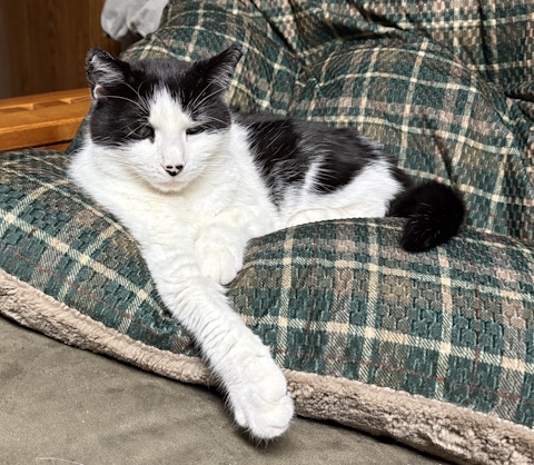 Oreo on her pillow.jpg
