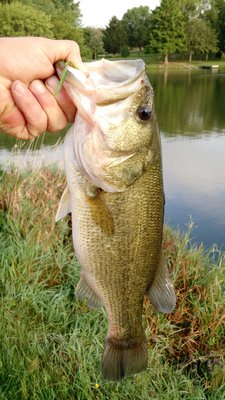 IMG_20160909_082554359.jpg