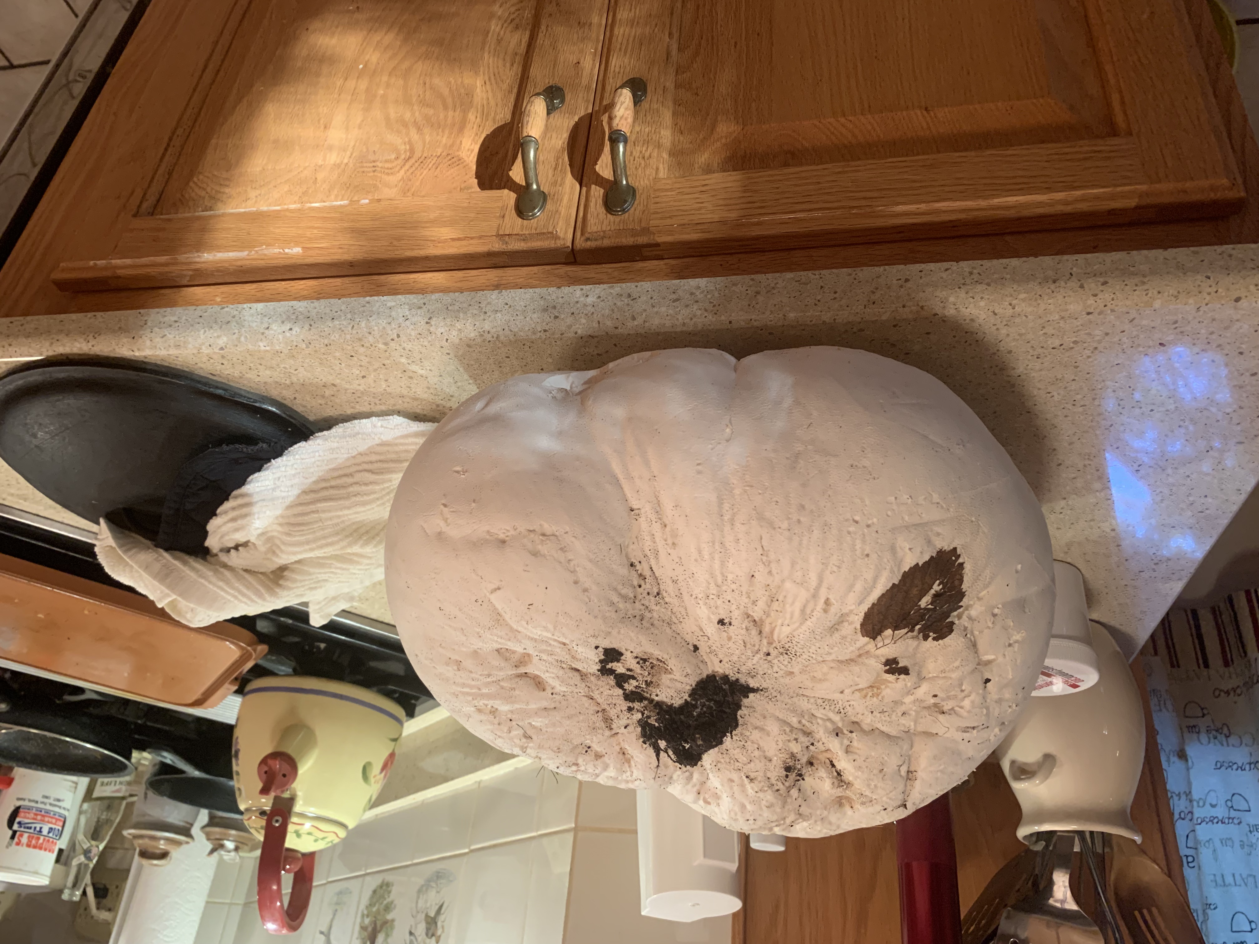 IMG_1692.JPEG