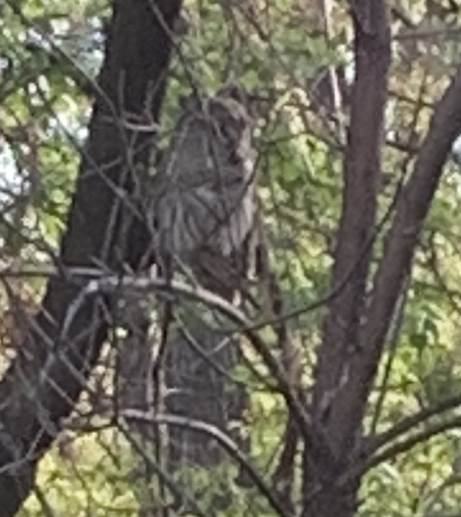 baby owl4.jpg