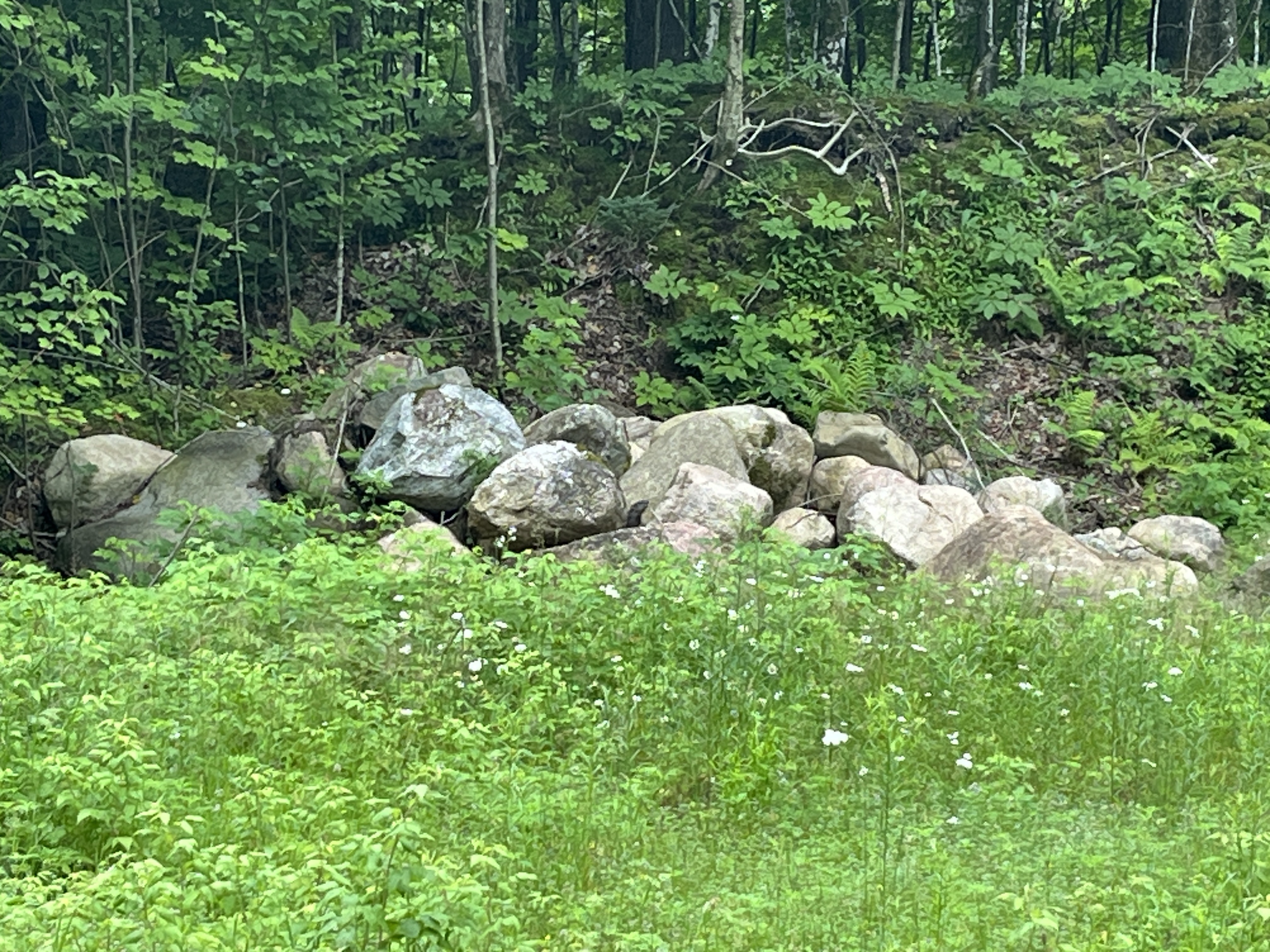 IMG_4153.jpeg