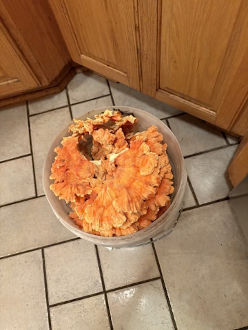Chicken of the woods..jpg