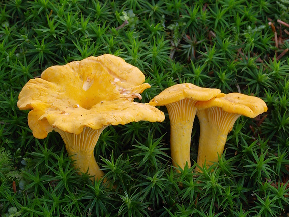 Chanterille mushrooms.jpg
