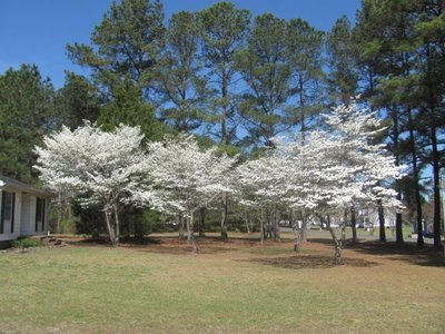 140402 001 dogwoods 002.jpg