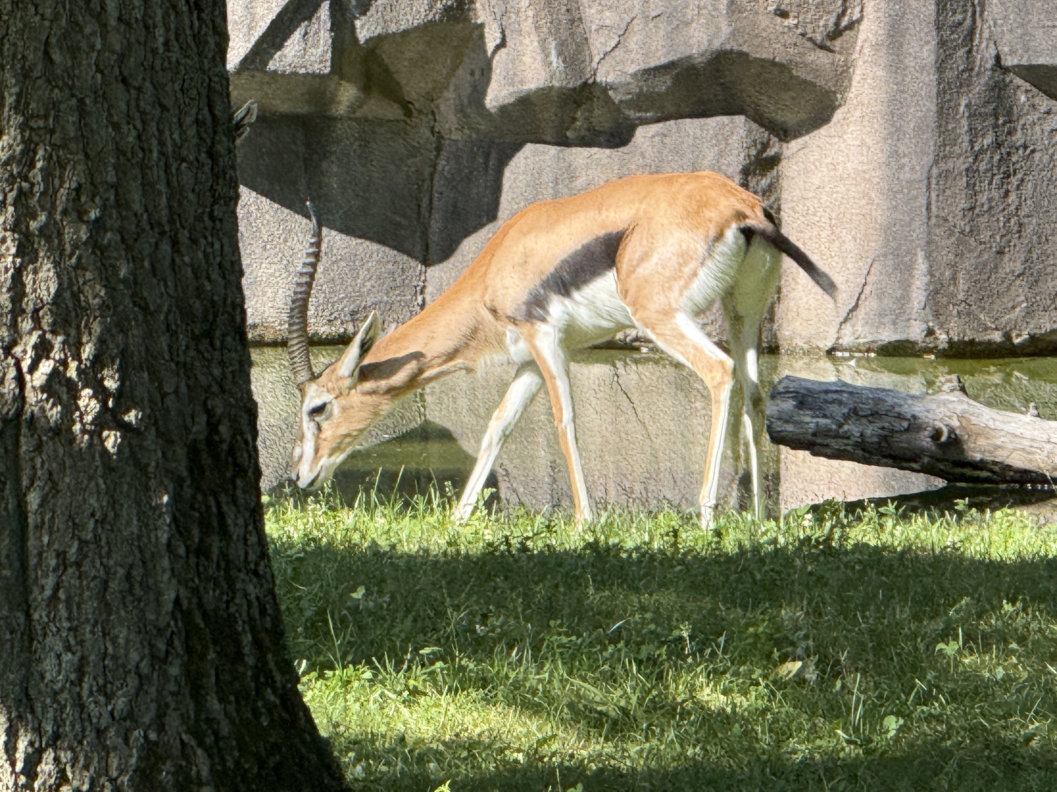 IMG_4760.jpeg