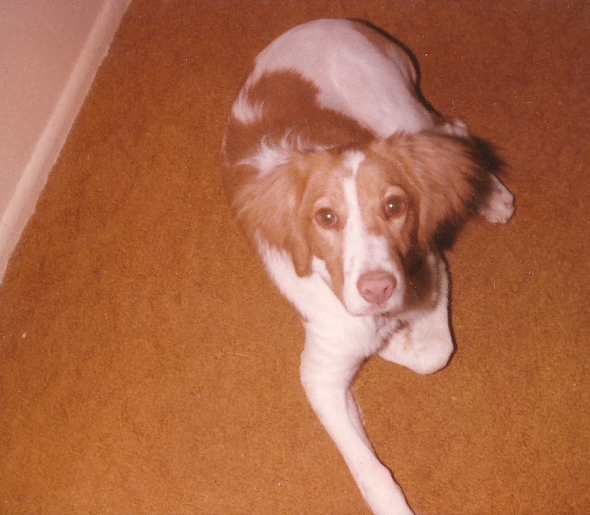 Boy Dog.jpg