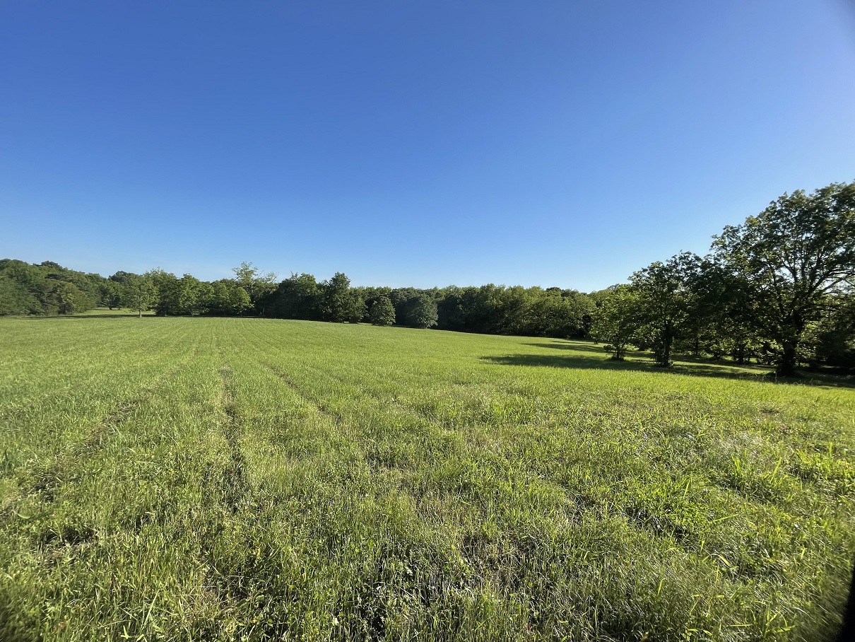 pasture clipped wide view 250601.jpg