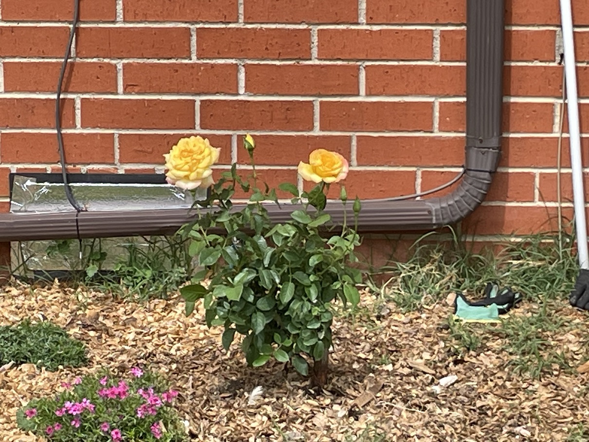 yellow rose.jpeg