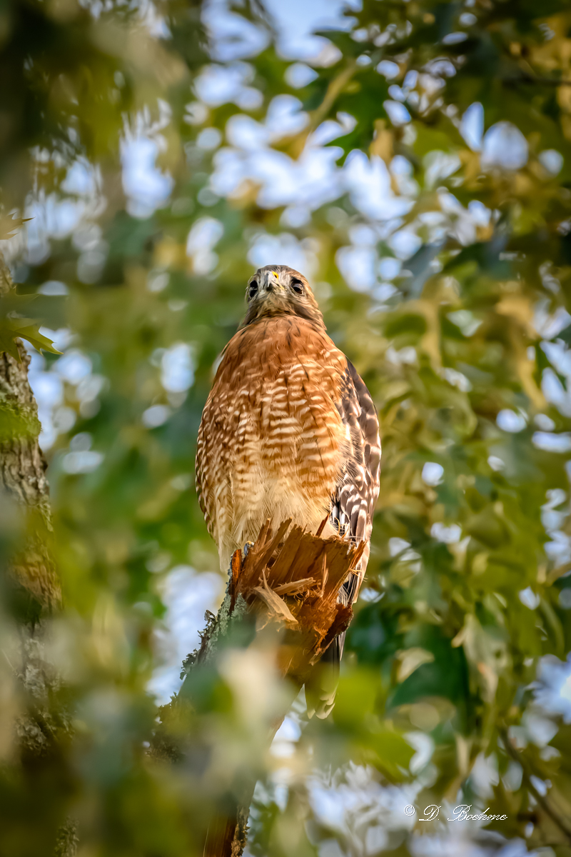 DSC_8579-topaz-rawdenoise.jpg