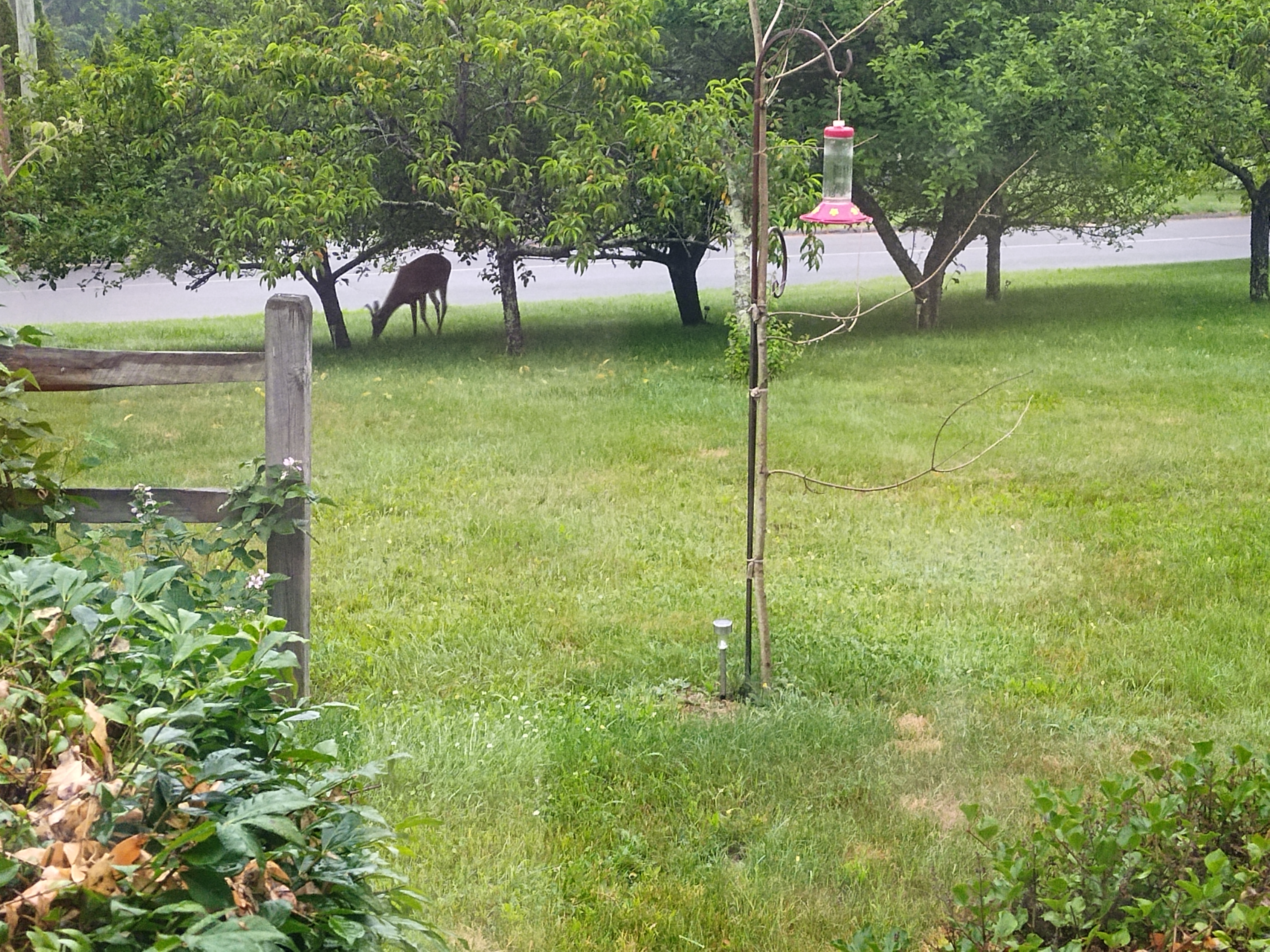 Hummingbird feeder with sapling perch and grazing deer