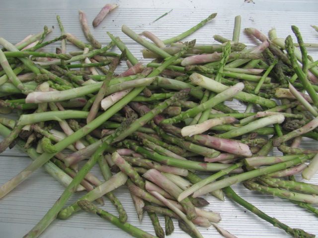170514 002 Estelline Asparagus 002.jpg