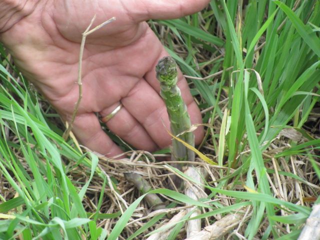 170514 001 Estelline Asparagus 002.jpg