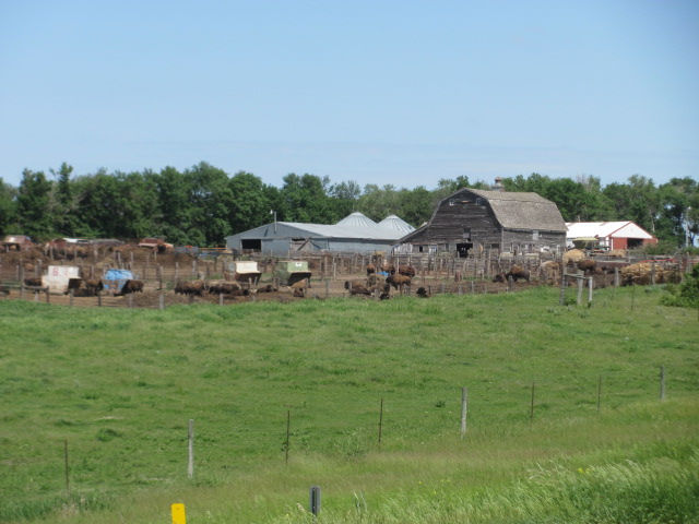 170606 010 Stormo Herd 004.jpg