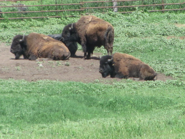 170606 010 Stormo Herd 001.jpg
