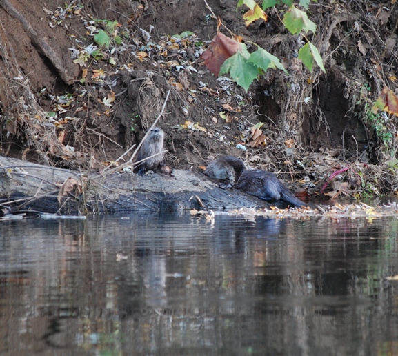 02 Otter party.jpg