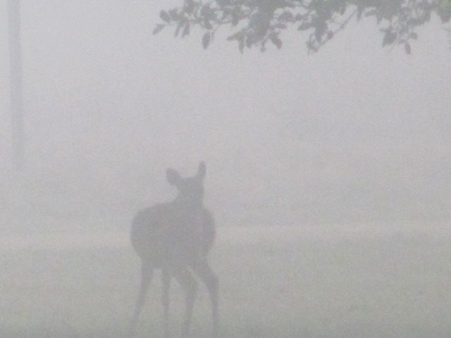 180204 001 FOGGY 007.jpg