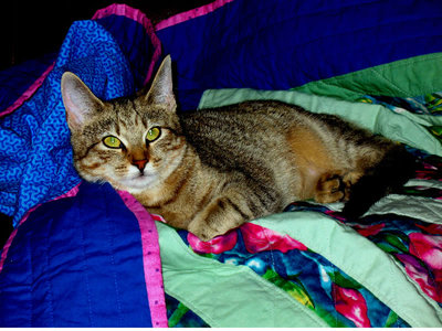 Our feline friend, Paige.