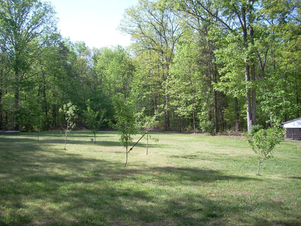 fruit trees.jpg